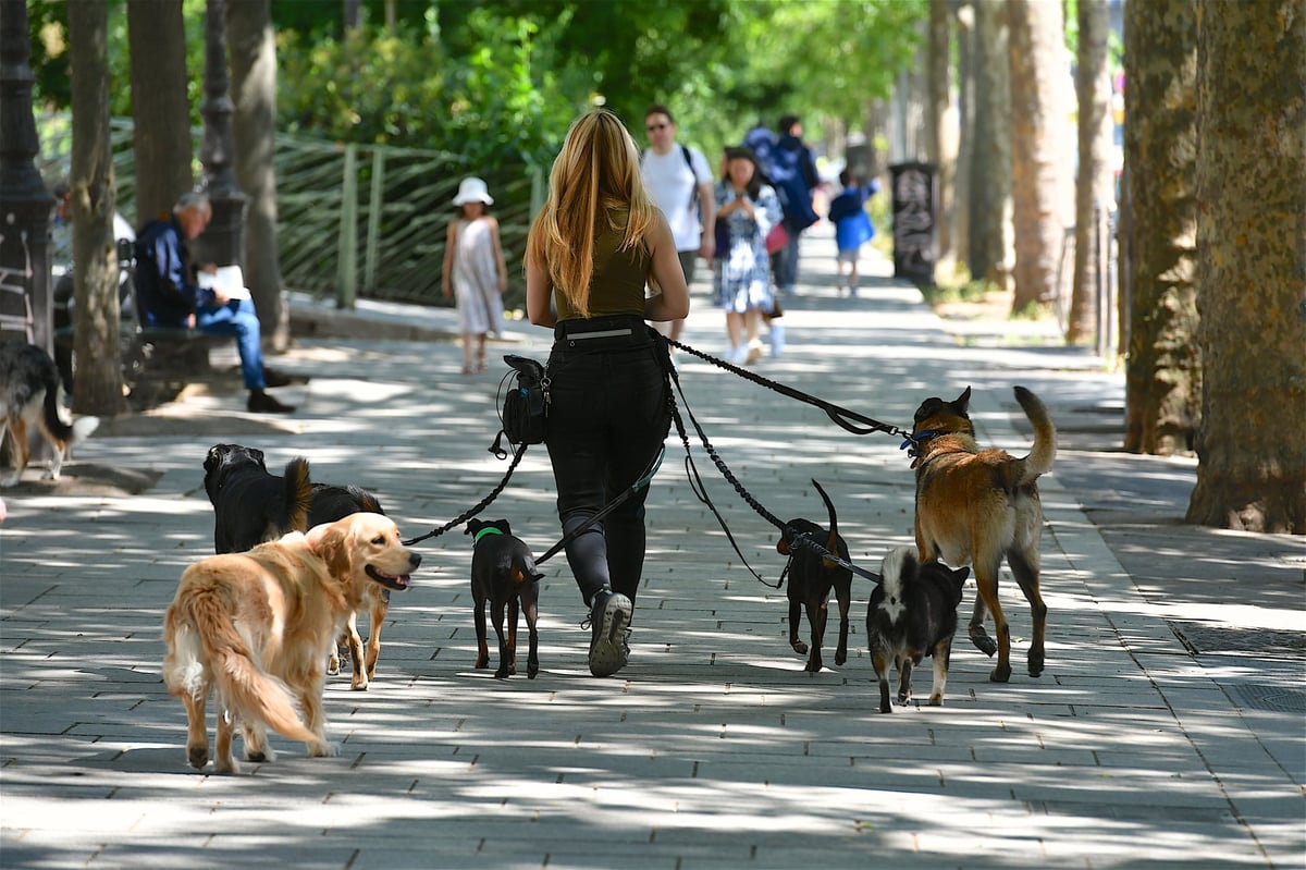 Professional dog walker walking multiple dogs