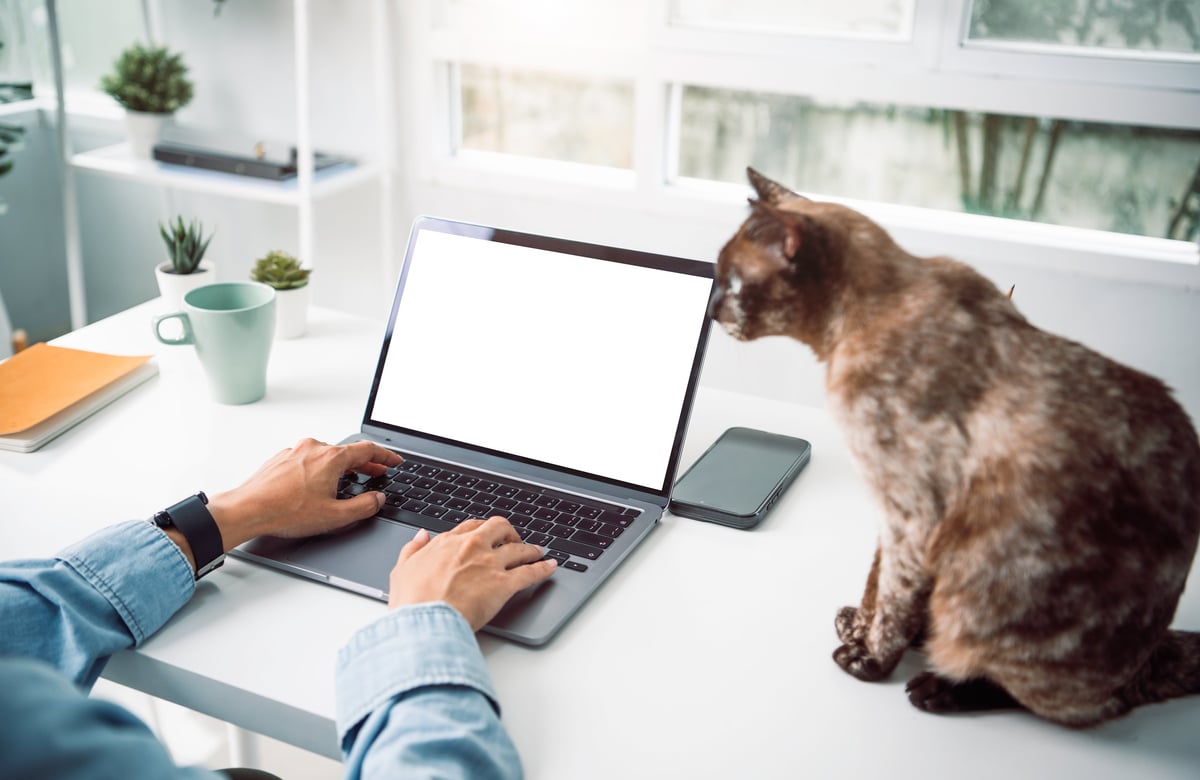 Freelancer working on laptop with cat at home office desk